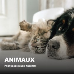Fortes chaleurs : pensons aussi à nos animaux !