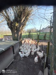 Appel urgent demandé par la Ferme TASIAUX pour l'adoption de ses poules avant l'abattoir