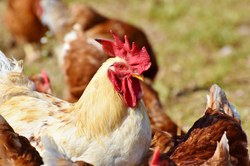 Période de risque accrue pour la grippe aviaire
